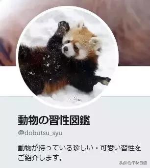 这位日本博主每发一条推文，都火爆推特！内容又萌又治愈！